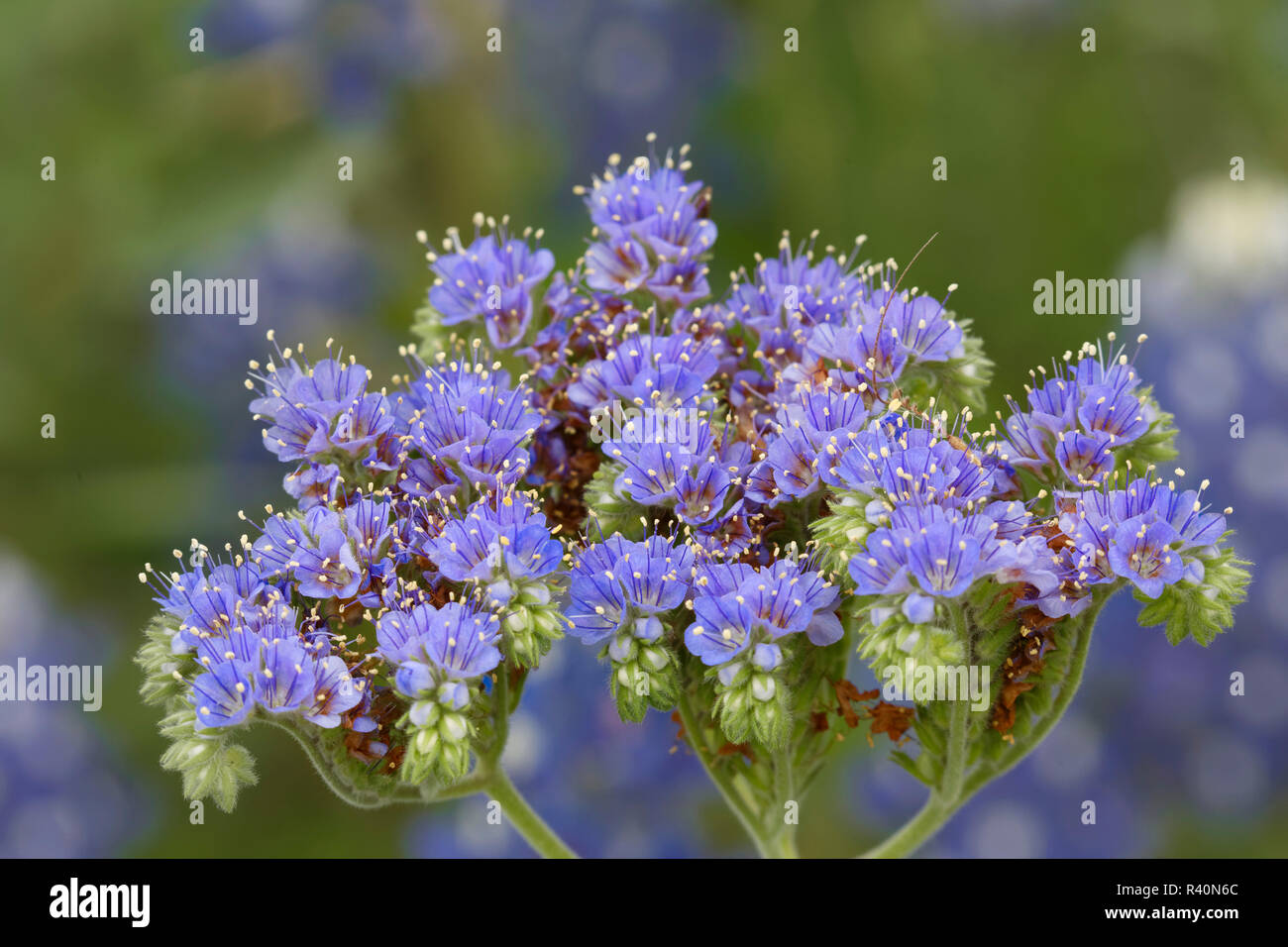 Blue curl flowers, Phacelia congesta, Texas hill country, Texas Stock Photo