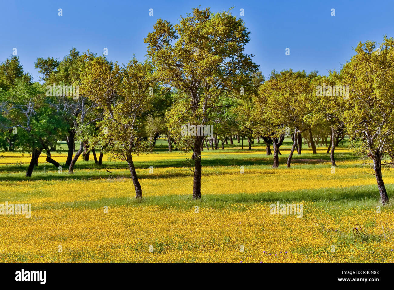 South texas wildflowers hi-res stock photography and images - Alamy