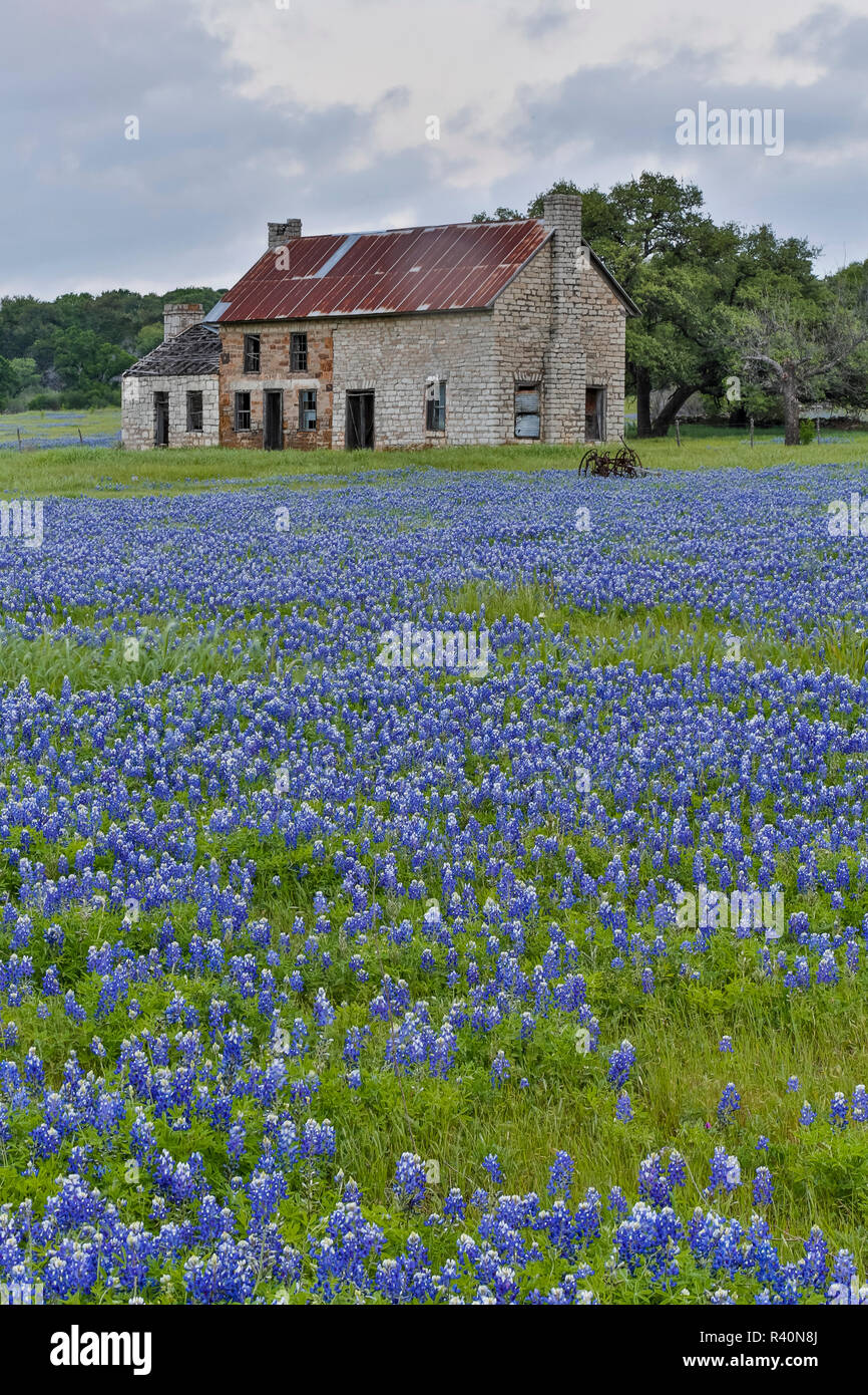 Old abandoned homestead with field of Blue Bonnets, Marble Falls, Texas. Stock Photo