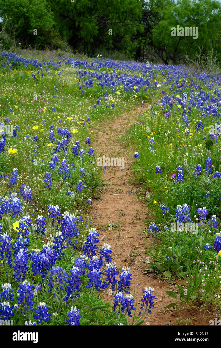 Texas Hill Country wildflowers, along the 16mile 'Willow City Loop