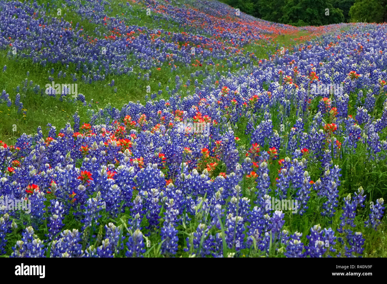 Texas Hill Country wildflowers, along the 16mile Willow City Loop