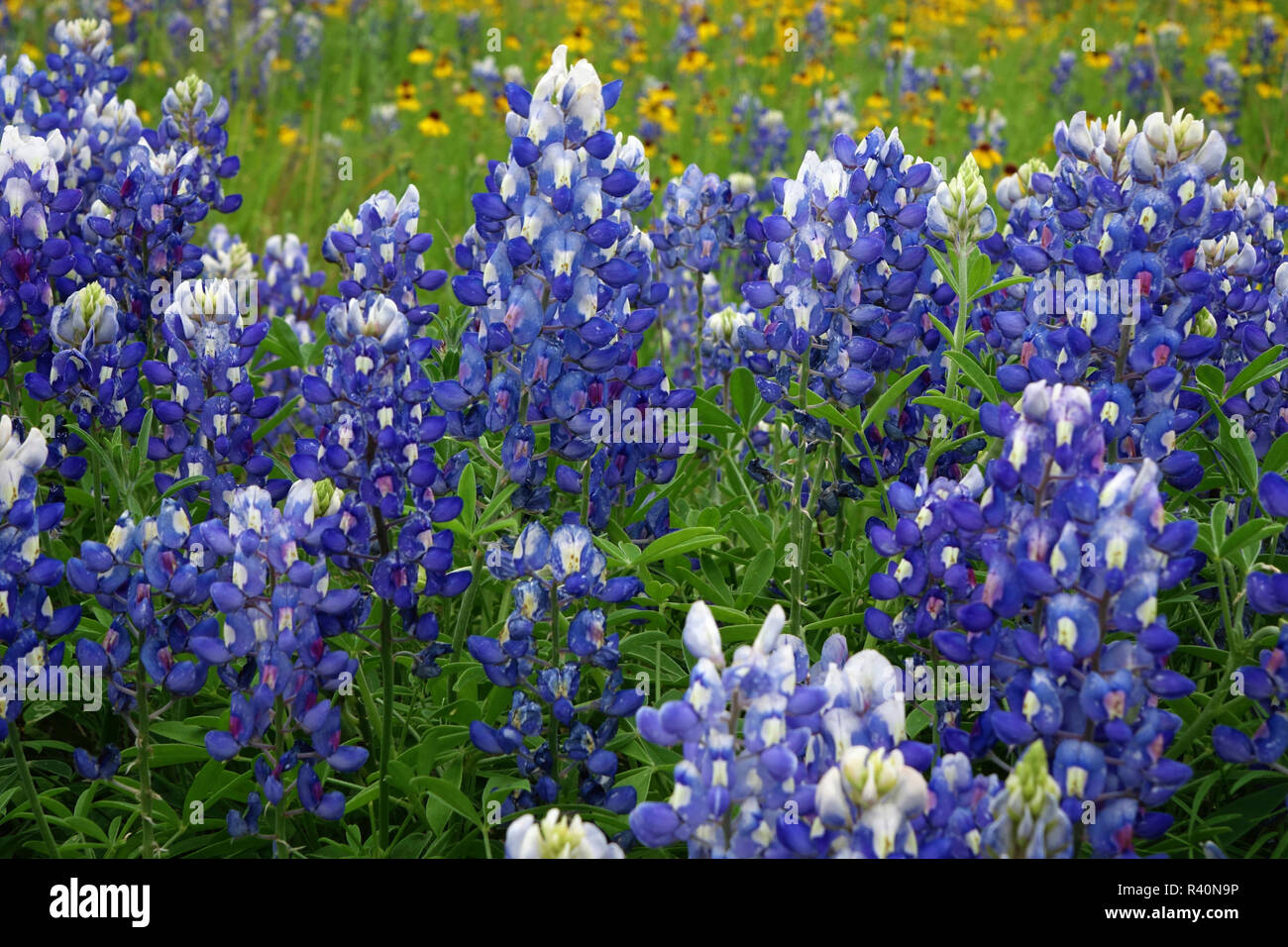 Texas Hill Country wildflowers, along the 16-mile Willow City Loop between Fredericksburg and Llano, Texas. Bluebonnets Stock Photo