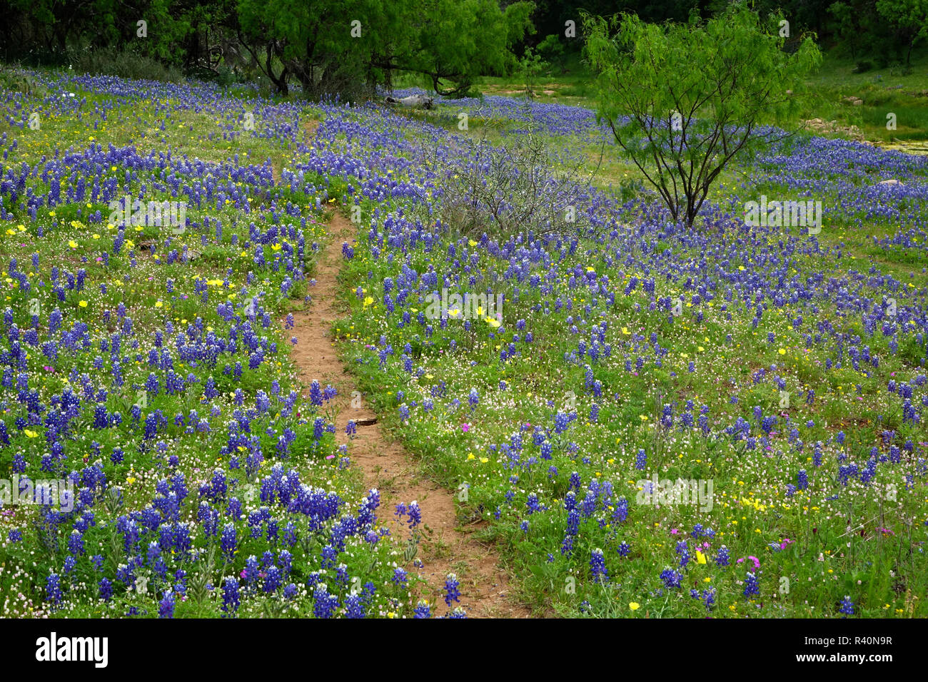 Texas Hill Country wildflowers, along the 16mile Willow City Loop