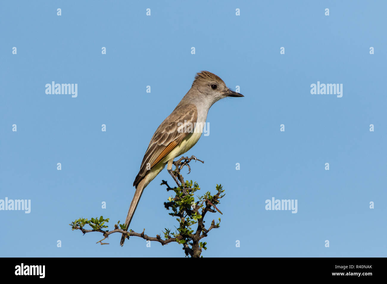 Ash-throated Flycatcher (Myiarchus cinerascens) Stock Photo