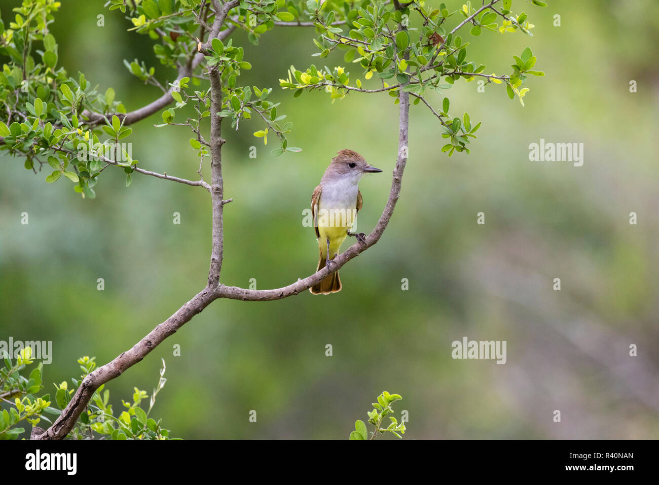 Ash-throated Flycatcher (Myiarchus cinerascens) Stock Photo