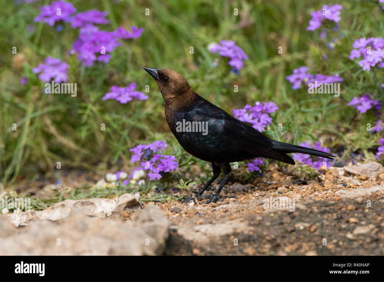 Brown-headed Cowbird (Molothrus Ater) perched Stock Photo