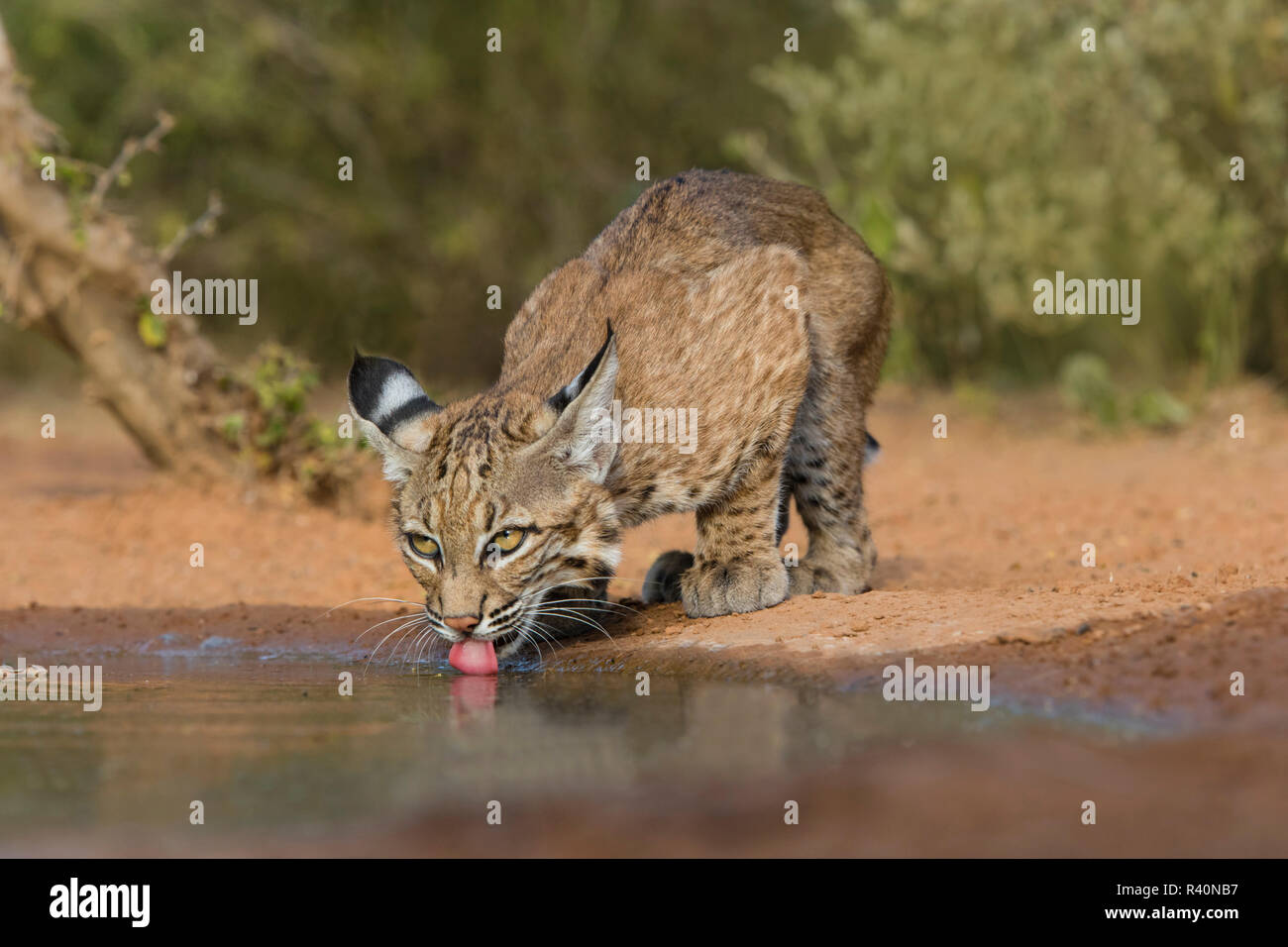 Bobcat (Lynx Rufus) drinking Stock Photo