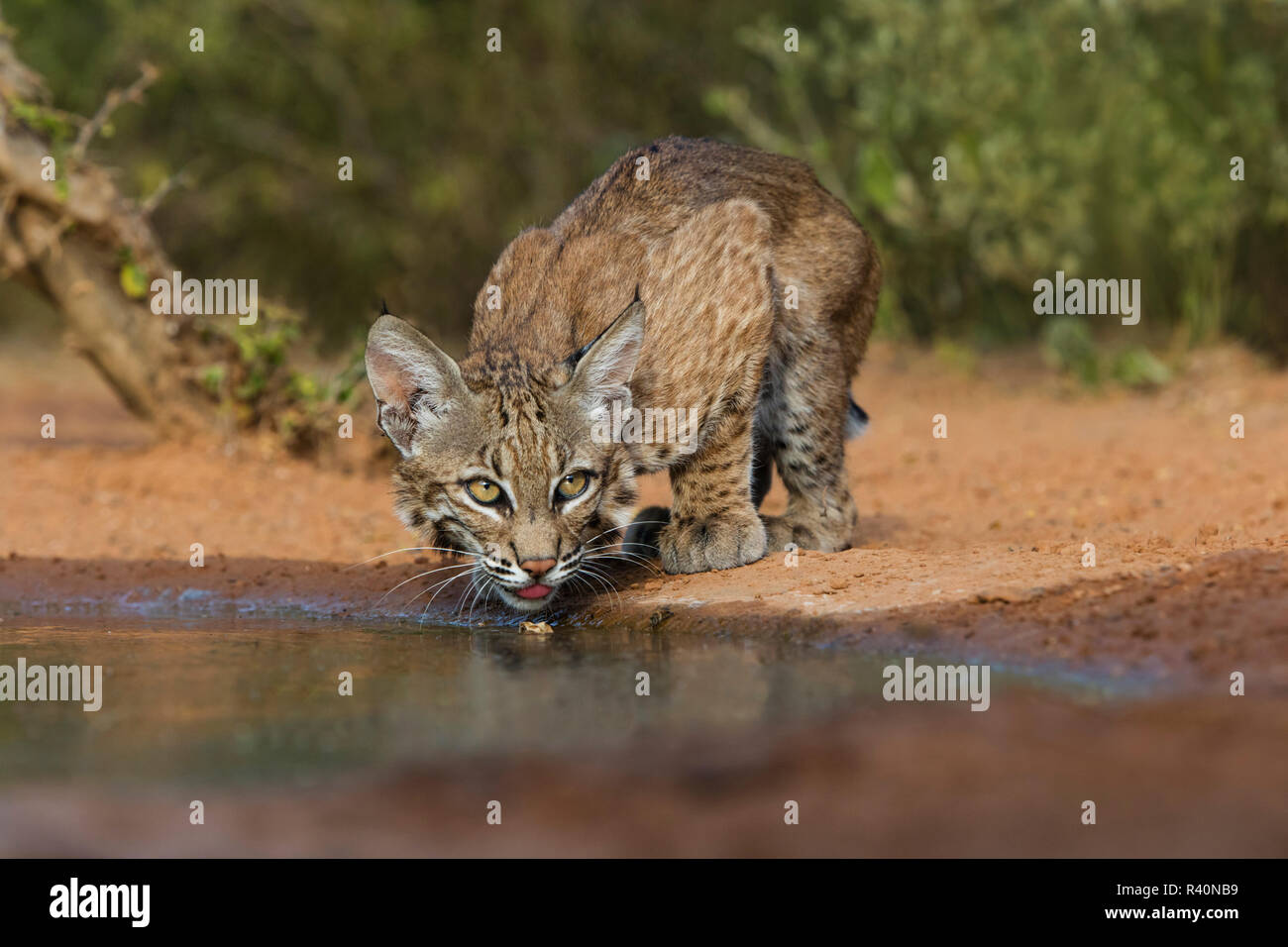 Bobcat (Lynx Rufus) drinking Stock Photo