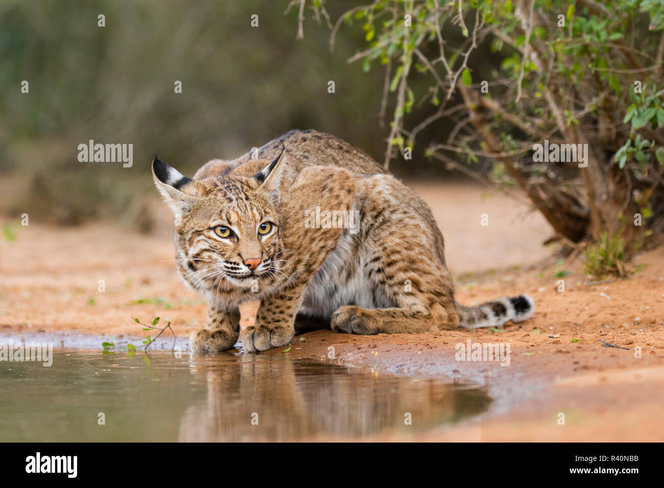 Bobcat (Lynx Rufus) drinking Stock Photo