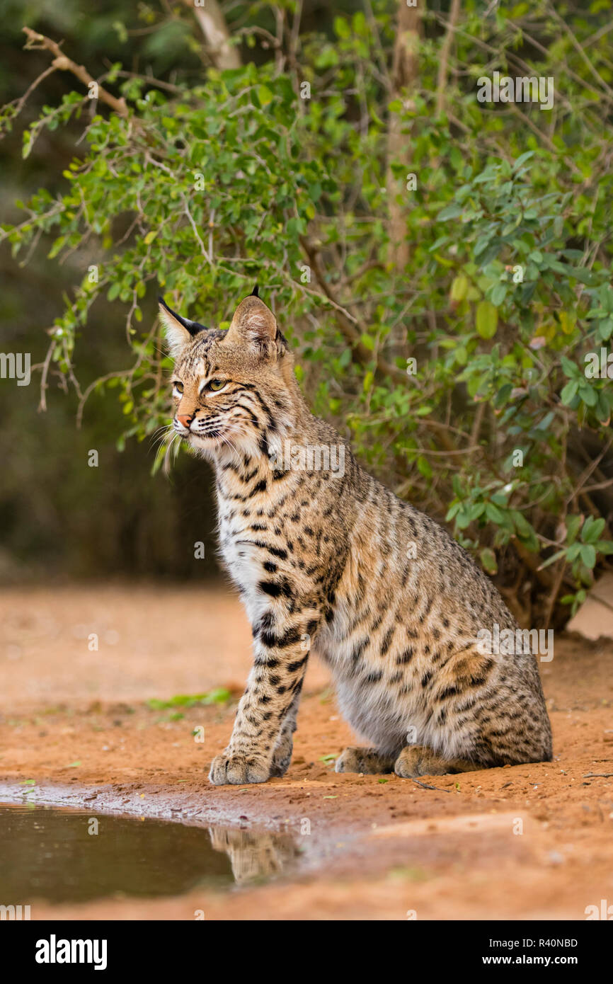 Bobcat (Lynx Rufus) drinking Stock Photo