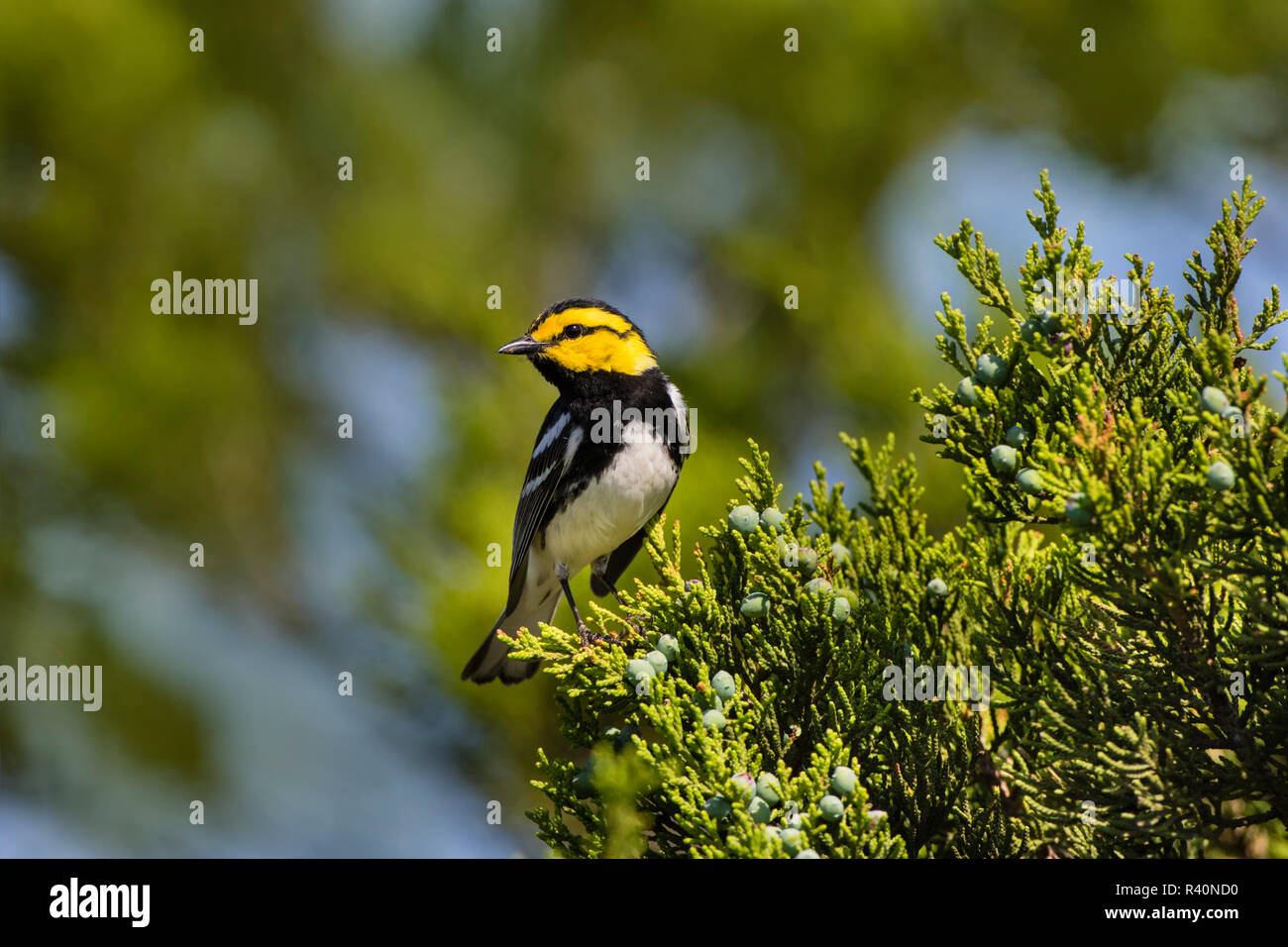 Golden-cheeked Warbler (Dendrolica chrysoparia) adult in juniper habitat Stock Photo