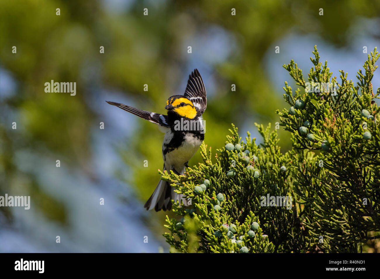 Golden-cheeked Warbler (Dendrolica chrysoparia) adult in juniper habitat Stock Photo