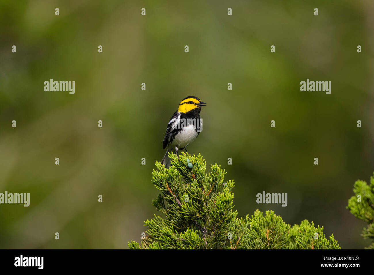 Golden-cheeked Warbler (Dendrolica chrysoparia) adult in juniper habitat Stock Photo