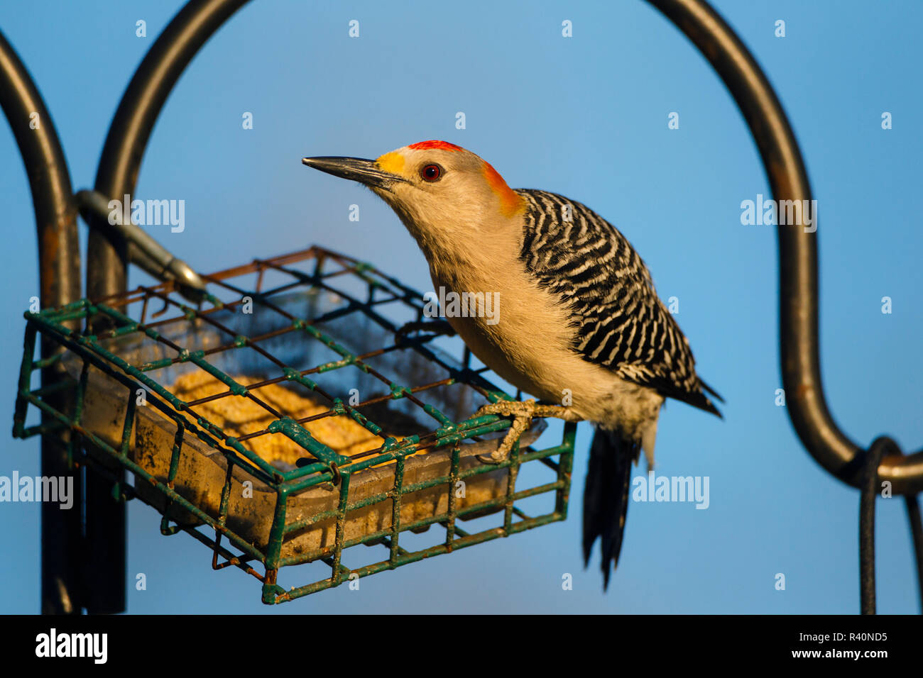 Golden-fronted Woodpecker (Melanerpes aurifrons) adult Stock Photo