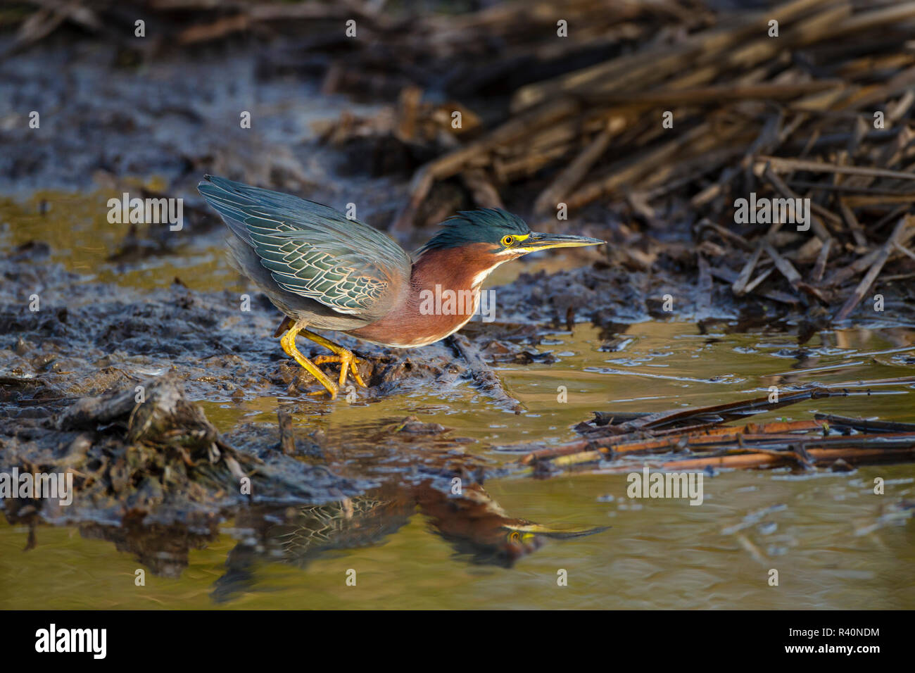 Green Heron (Butorides Virescens) adult hunting in marsh Stock Photo