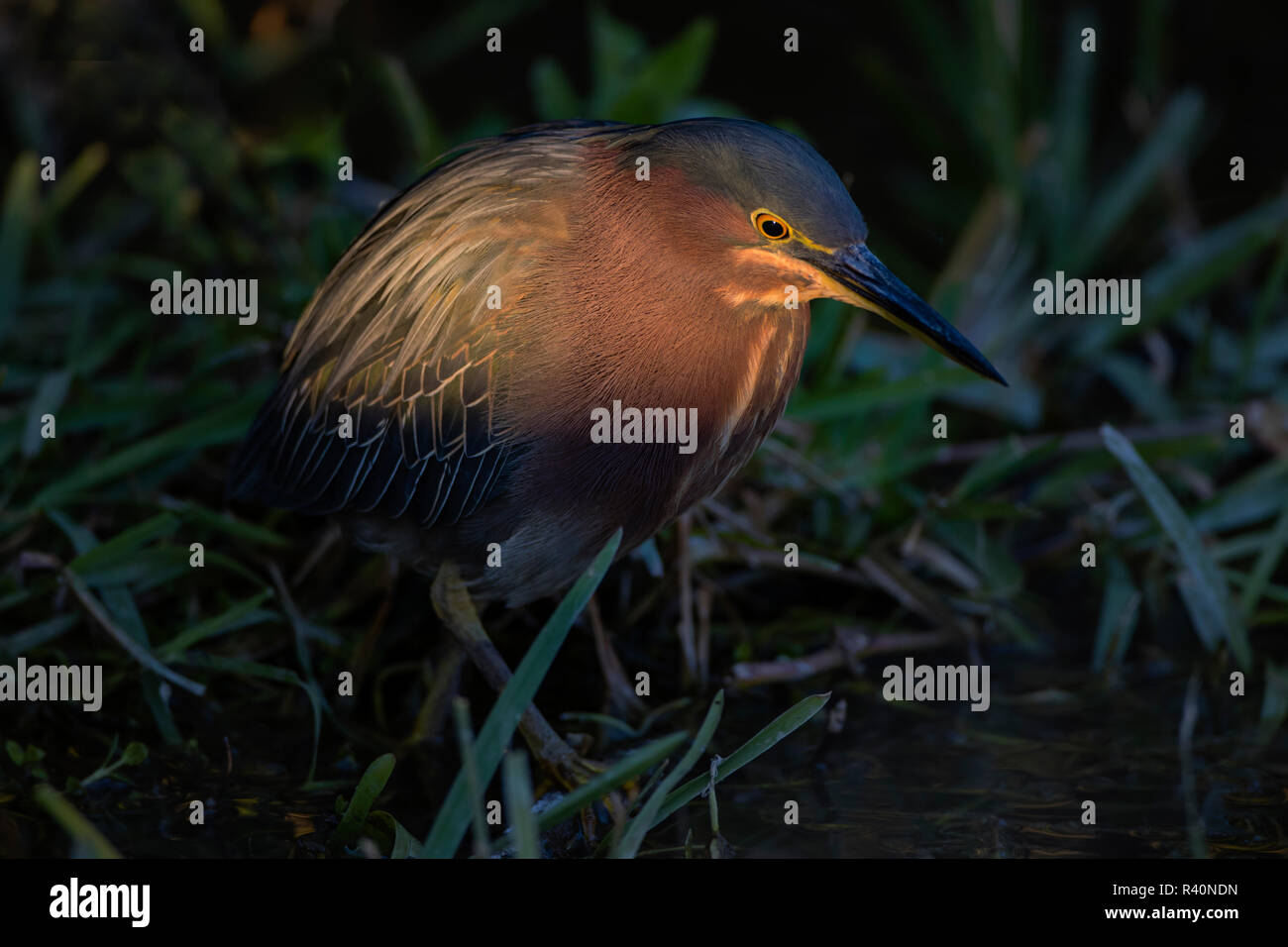 Green Heron (Butorides Virescens) adult hunting in marsh Stock Photo