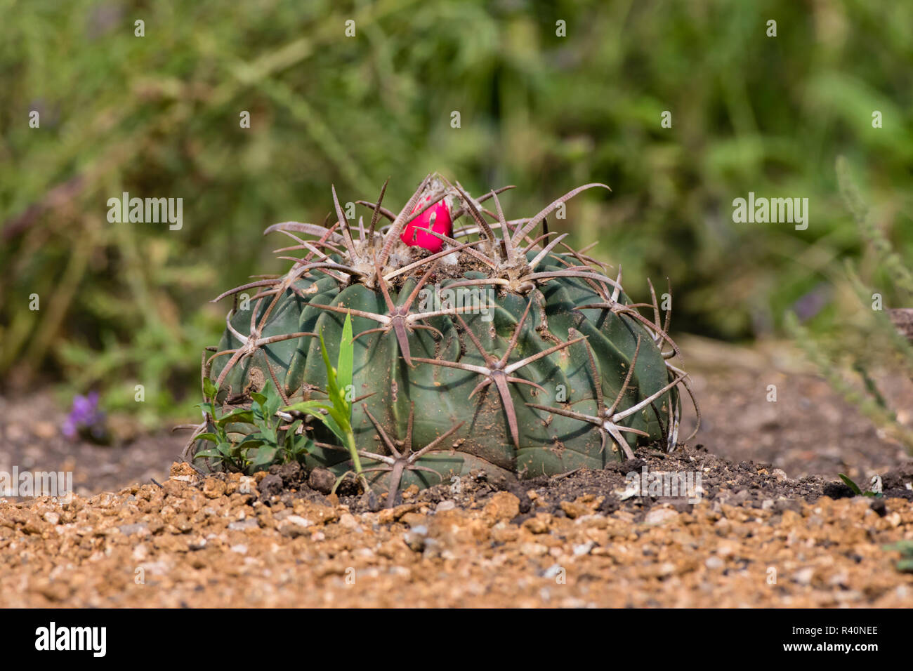 Horse Crippler Cactus (Echinocactus texensis) fruiting Stock Photo