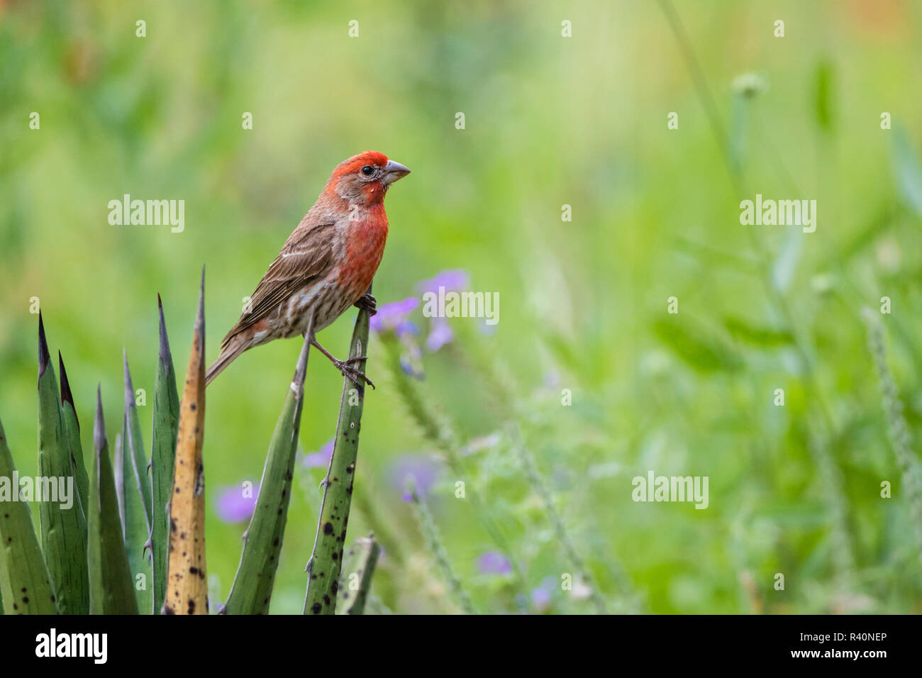 House Finch (Carpodacus Mexicanus) perched on yucca Stock Photo