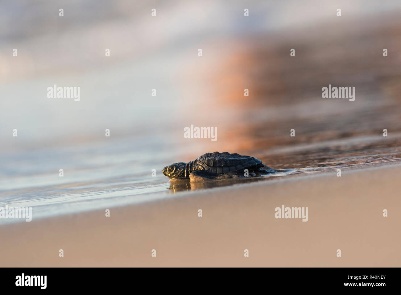 Kemp's Ridley Sea Turtle (Lepidochelys kempii) hatchling Stock Photo ...