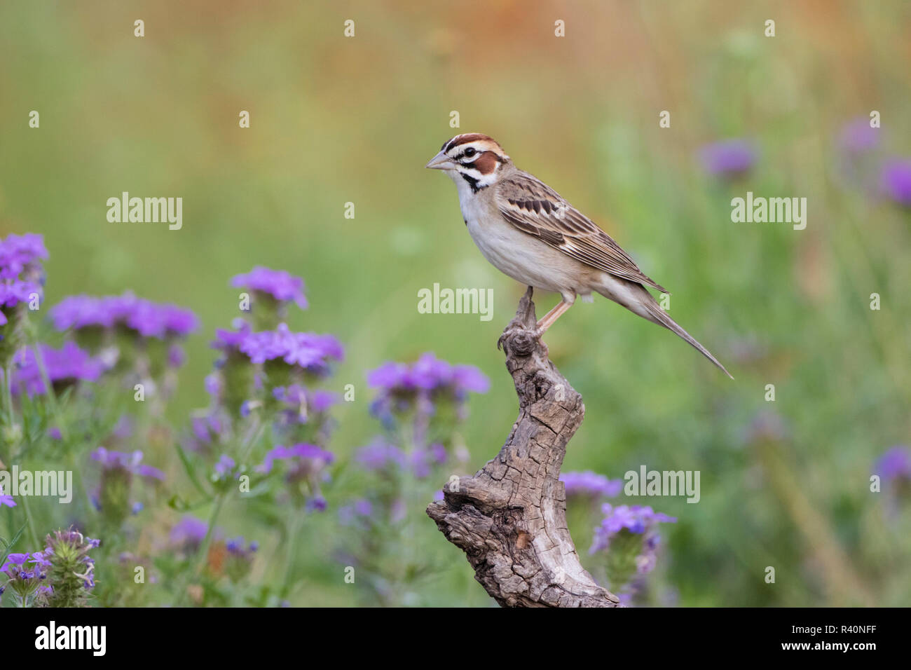 Lark Sparrow (Chondestes grammacus) adult perched Stock Photo