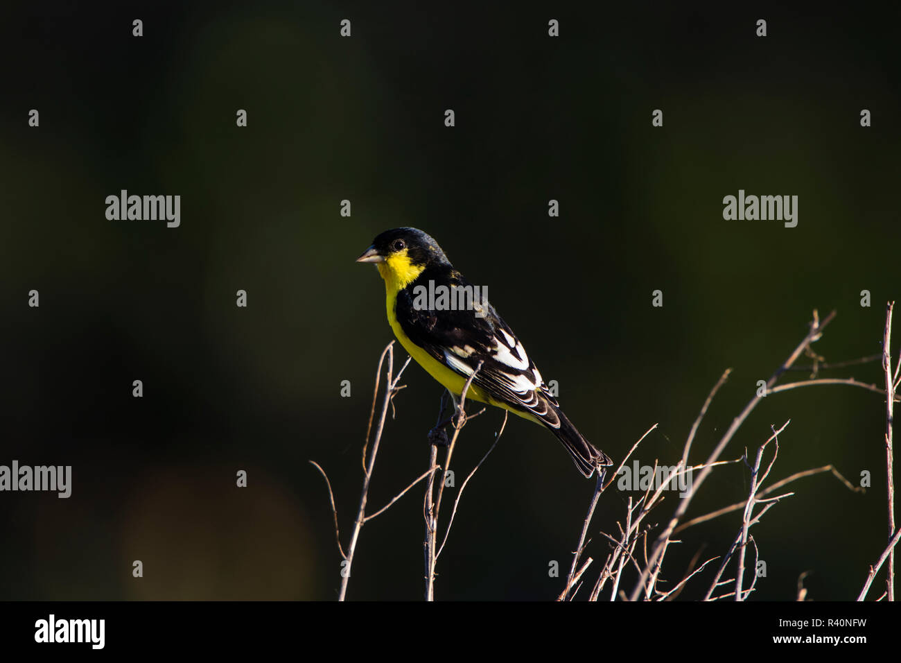 Lesser Goldfinch (Spinus psaltria) males perched Stock Photo