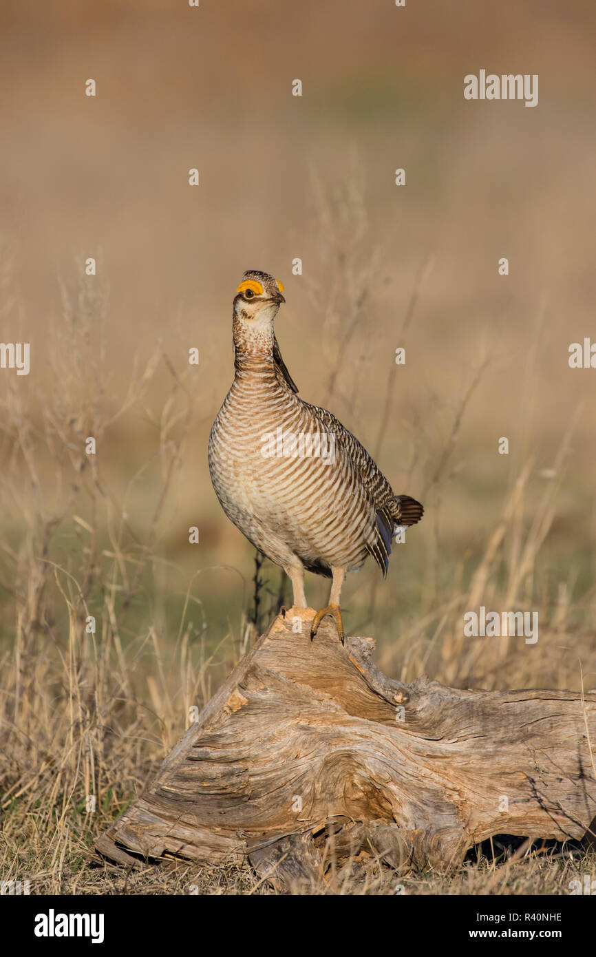 Lesser Prairie Chicken (Tympanuchus pallidicinctus) on lek Stock Photo