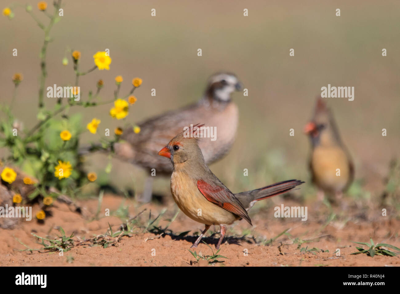 Northern Bobwhite Quail (Colinus virgianus) male with northern cardinals Stock Photo