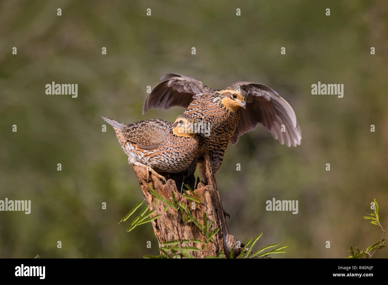 Northern Bobwhite (Colinus virgianus) females landing on post Stock Photo