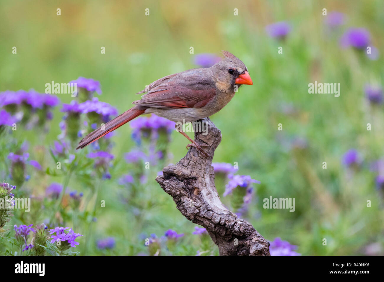 Northern Cardinal (Cardinalis Cardinalis) female perched in wildflowers Stock Photo
