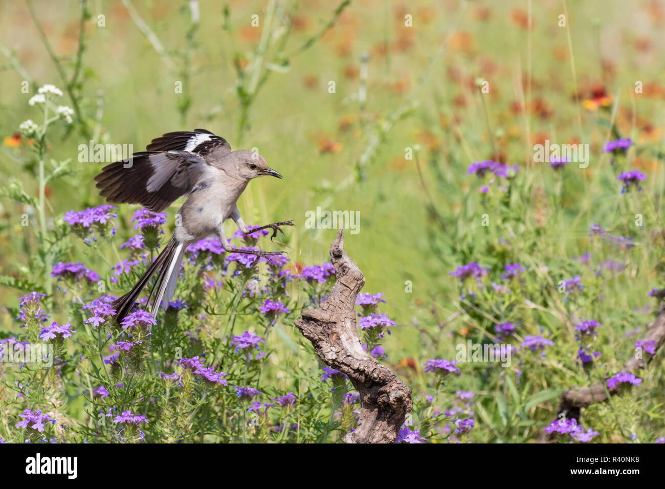 Northern Mockingbird (Mimus polyglottos) landing on perch in wildflowers Stock Photo