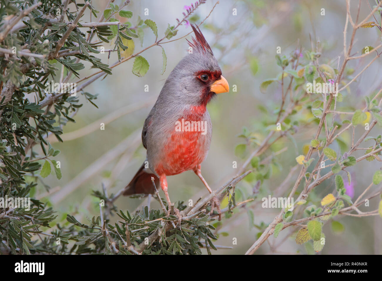 Pyrrhuloxia (Cardinalis sinuatus) male perched in bush Stock Photo
