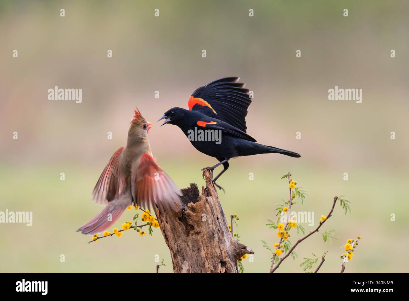 Red-winged Blackbird (Agelaius Phoeniceus) scolding cardinal Stock Photo