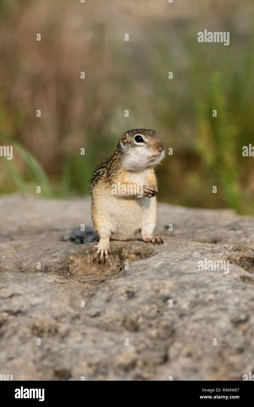 Mexican Ground squirrel (now Rio Grande Ground Squirrel) (Ictidomys parvidens) eating seeds Stock Photo