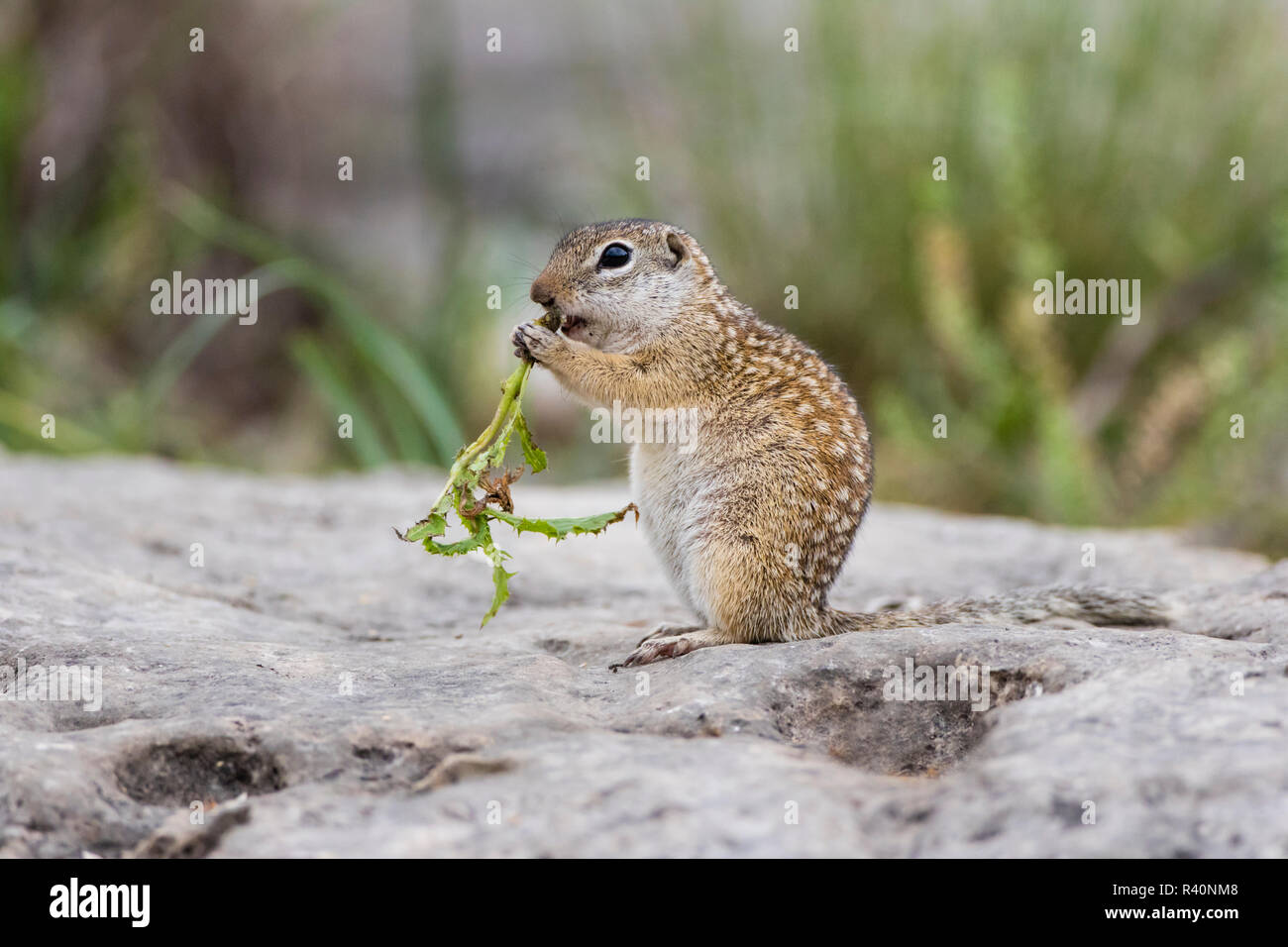 Mexican Ground squirrel (now Rio Grande Ground Squirrel) (Ictidomys parvidens) eating thistle stem Stock Photo