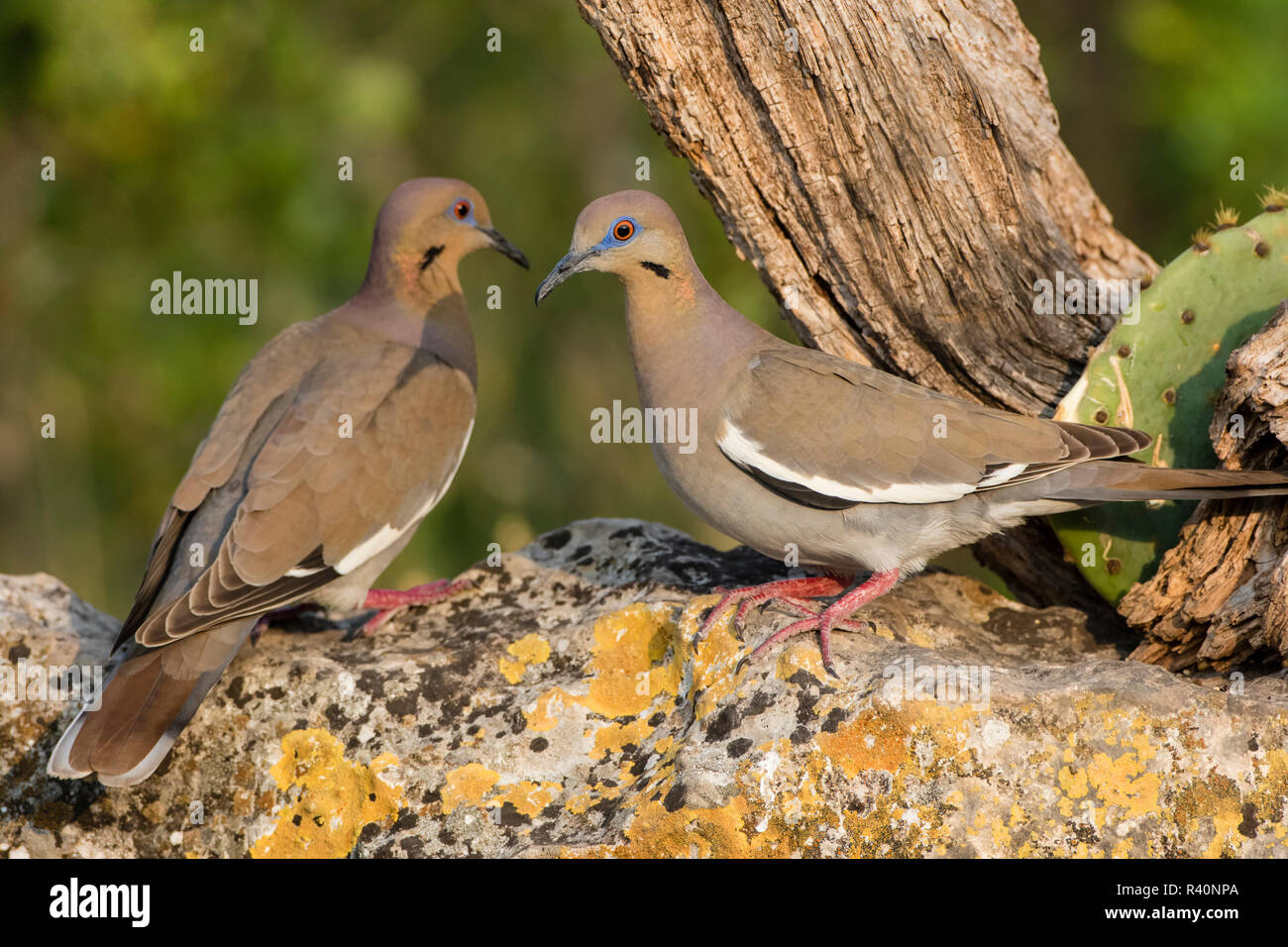 White-winged Doves (Zenaida asiatica) pair perched on rock Stock Photo