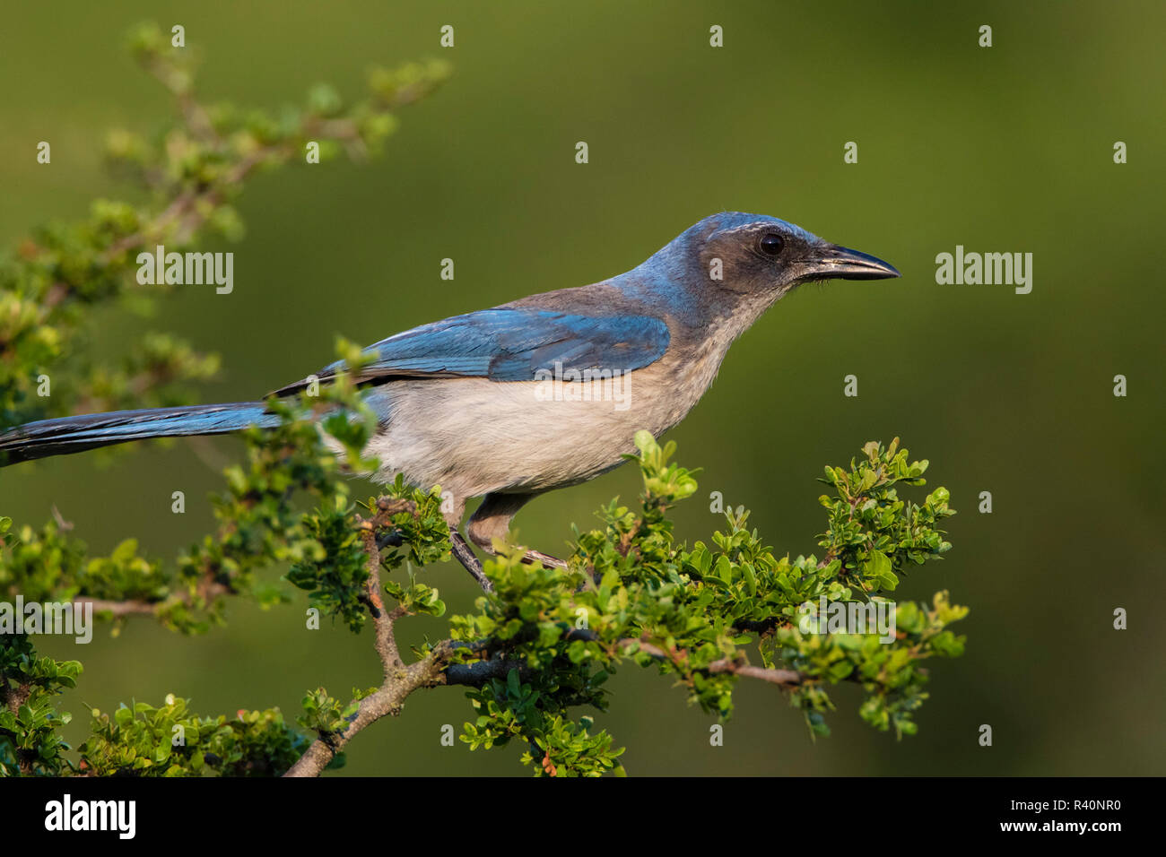 Woodlouse's Scrub Jay woodhouseii) in Texas scrub habitat