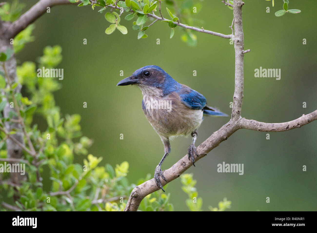 Woodlouse's Scrub Jay woodhouseii) in Texas scrub habitat