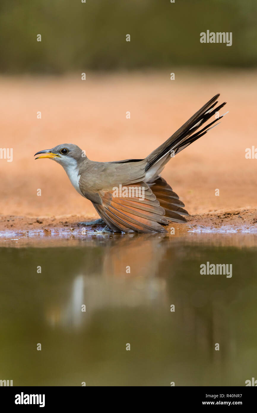 Yellow-billed Cuckoo (Coccyzus americanus) with tail cocked Stock Photo