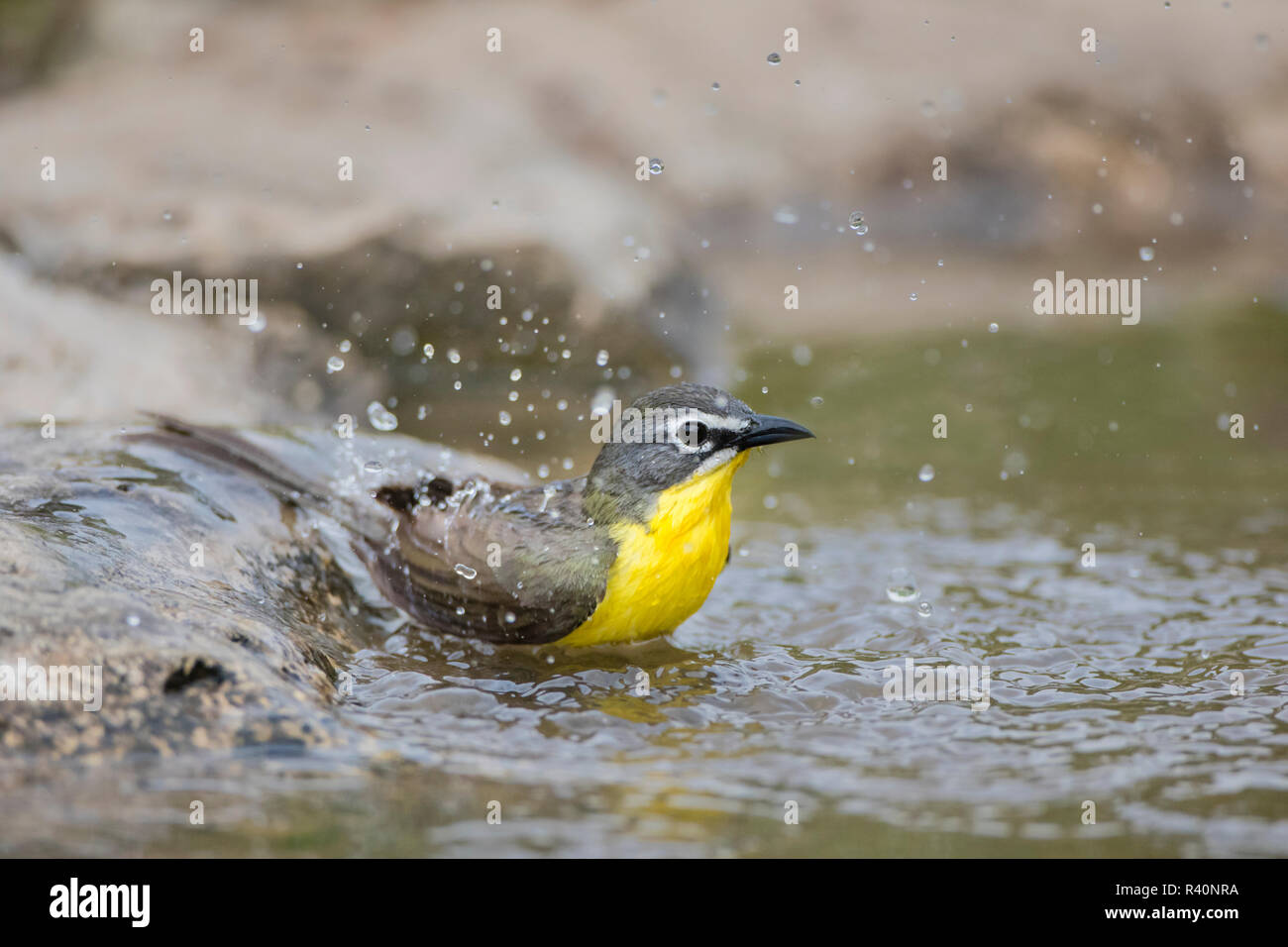 Yellow-breasted Chat (Icteria virens) adult bathing Stock Photo