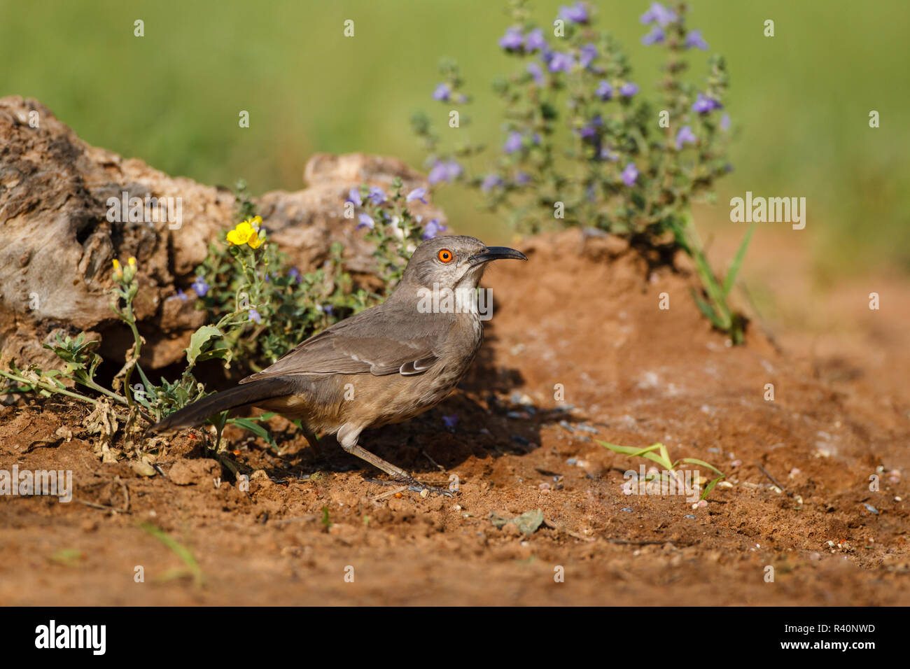Curve-billed Thrasher (Toxostoma curvirostre) adult hunting Stock Photo