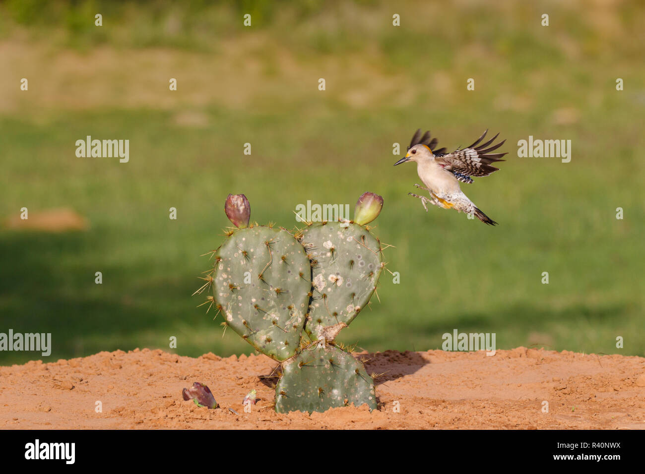Golden-fronted Woodpecker (Melanerpes aurifrons) landing on prickly pear cactus. Stock Photo
