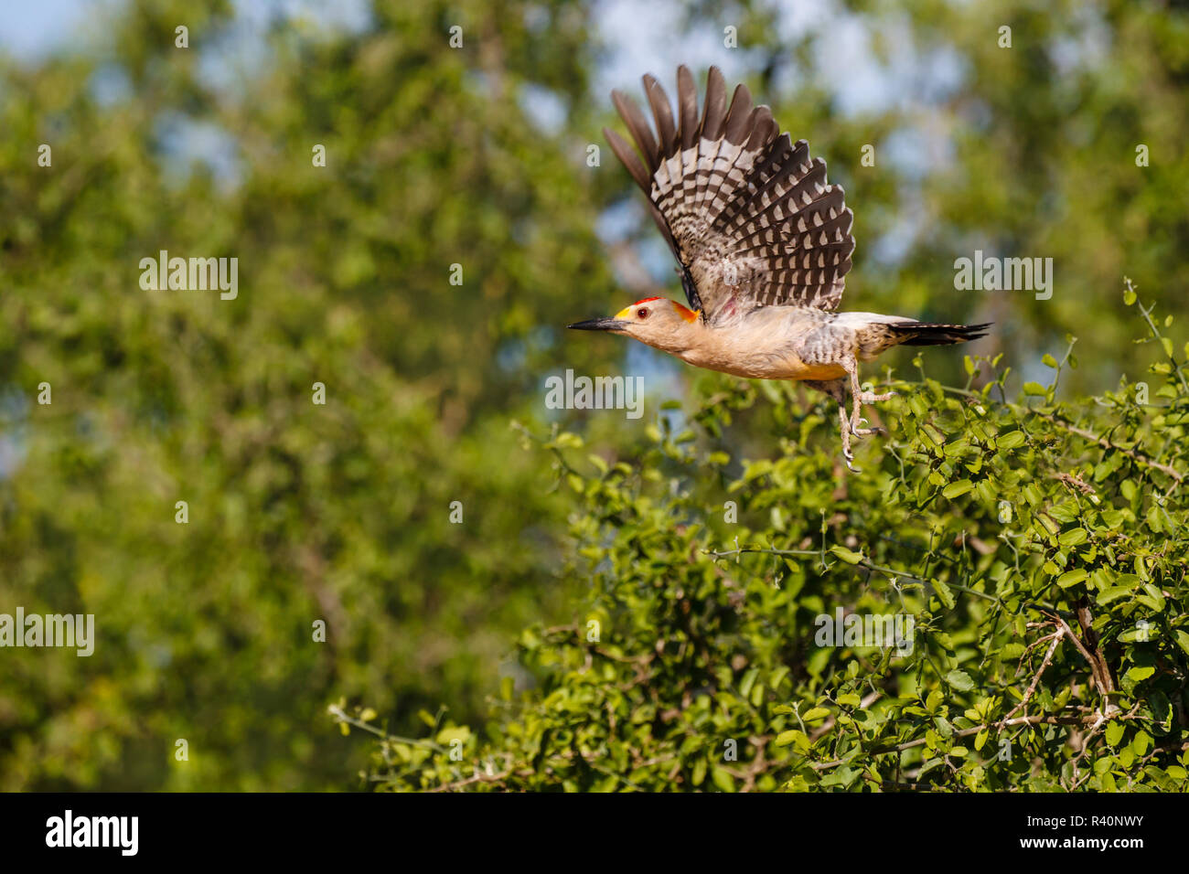 Golden-fronted Woodpecker (Melanerpes aurifrons) flying. Stock Photo