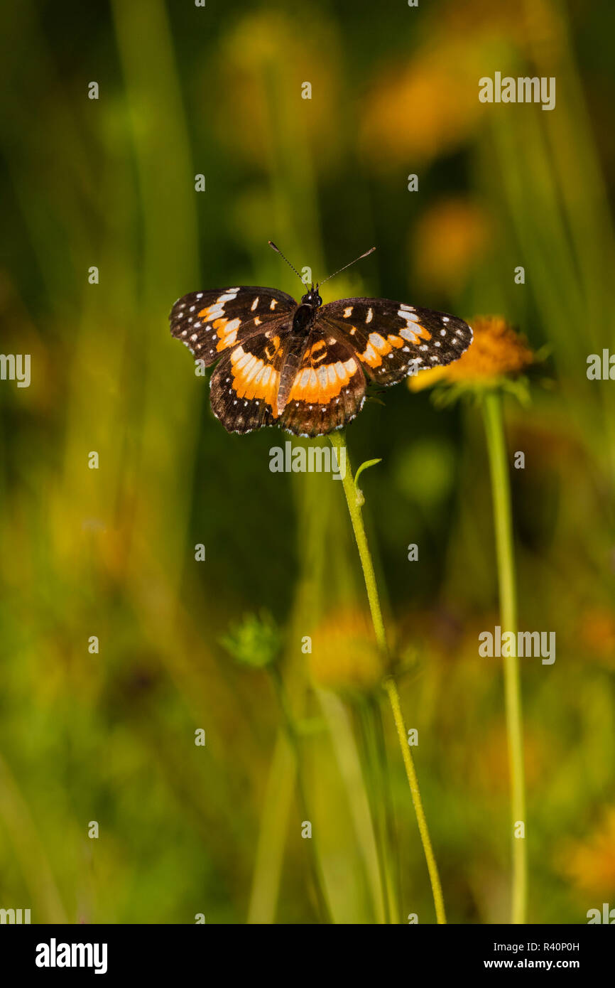 Bordered Patch (Chlosyne lacinia) butterfly perched on flower. Stock Photo