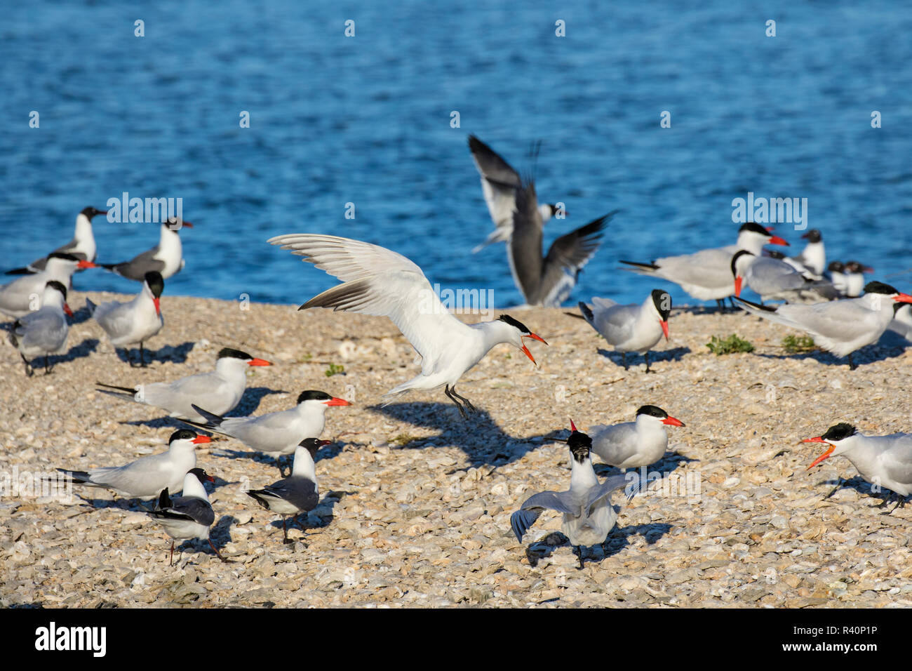 Royal Terns (Sterna maxima) on nesting island Stock Photo