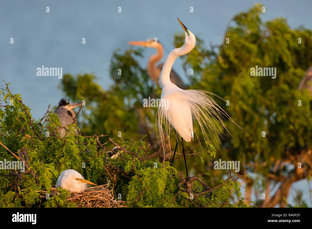 Great Egret (Ardea alba) mating display Stock Photo