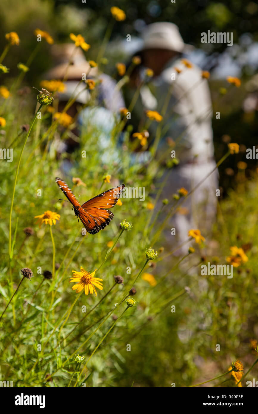 Texas butterflies hires stock photography and images Alamy
