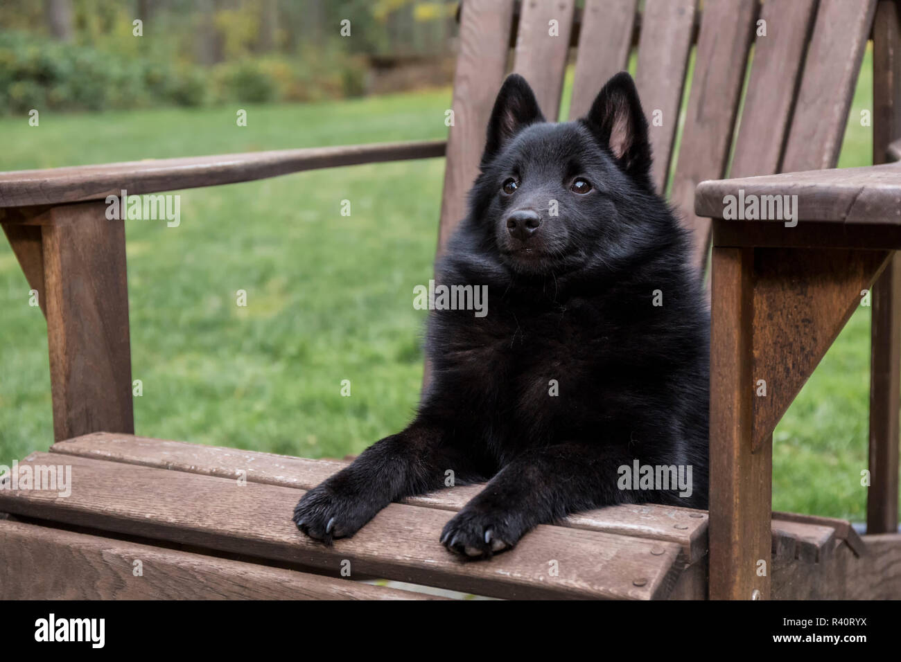 Maple Valley, Washington State, USA. Schipperke puppy resting in a wooden lawn chair. (PR) Stock Photo