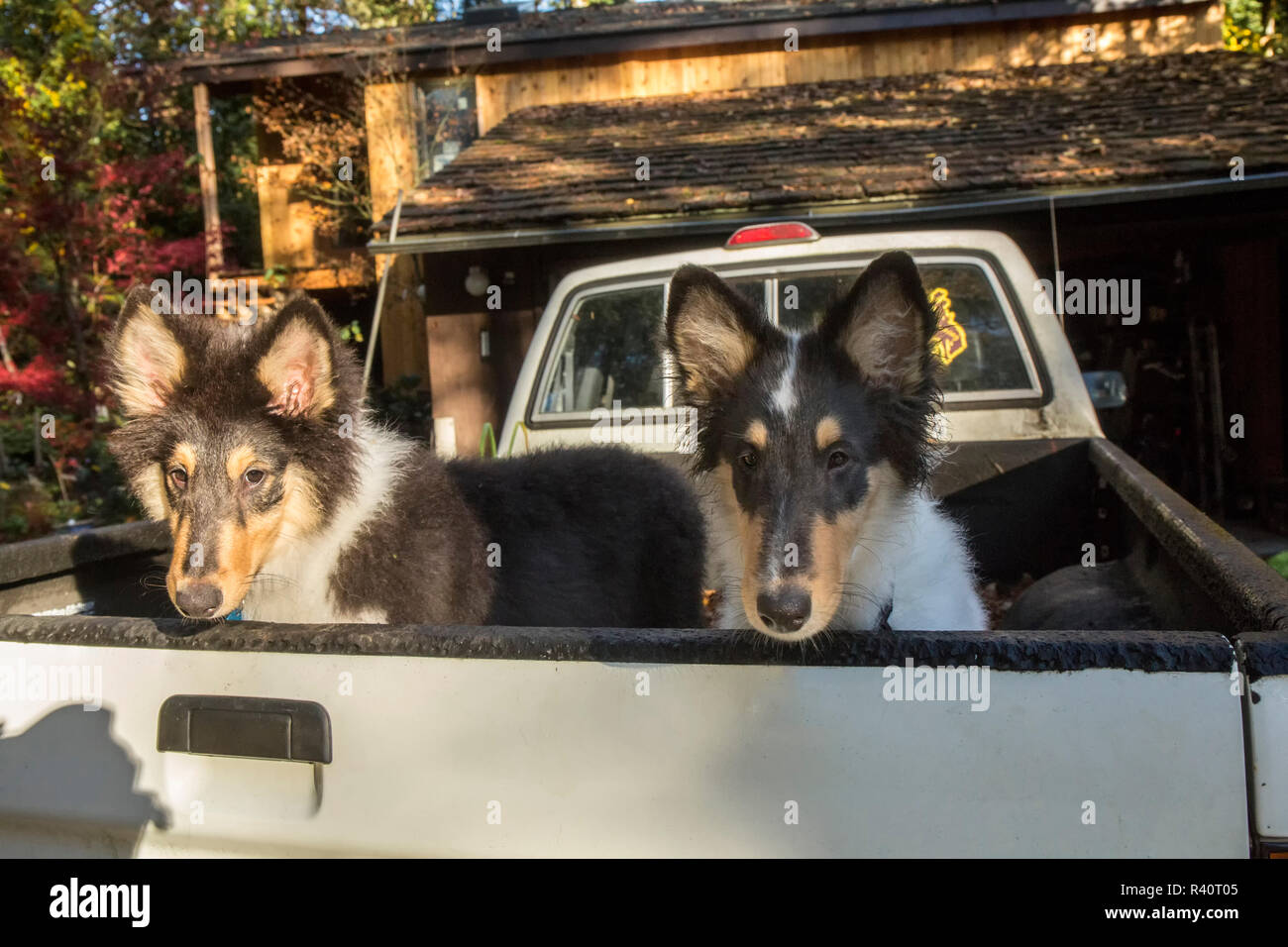 Bothell, Washington State, USA. Two fifteen week old Rough Collie puppies waiting in the back of a pickup truck. (PR) Stock Photo
