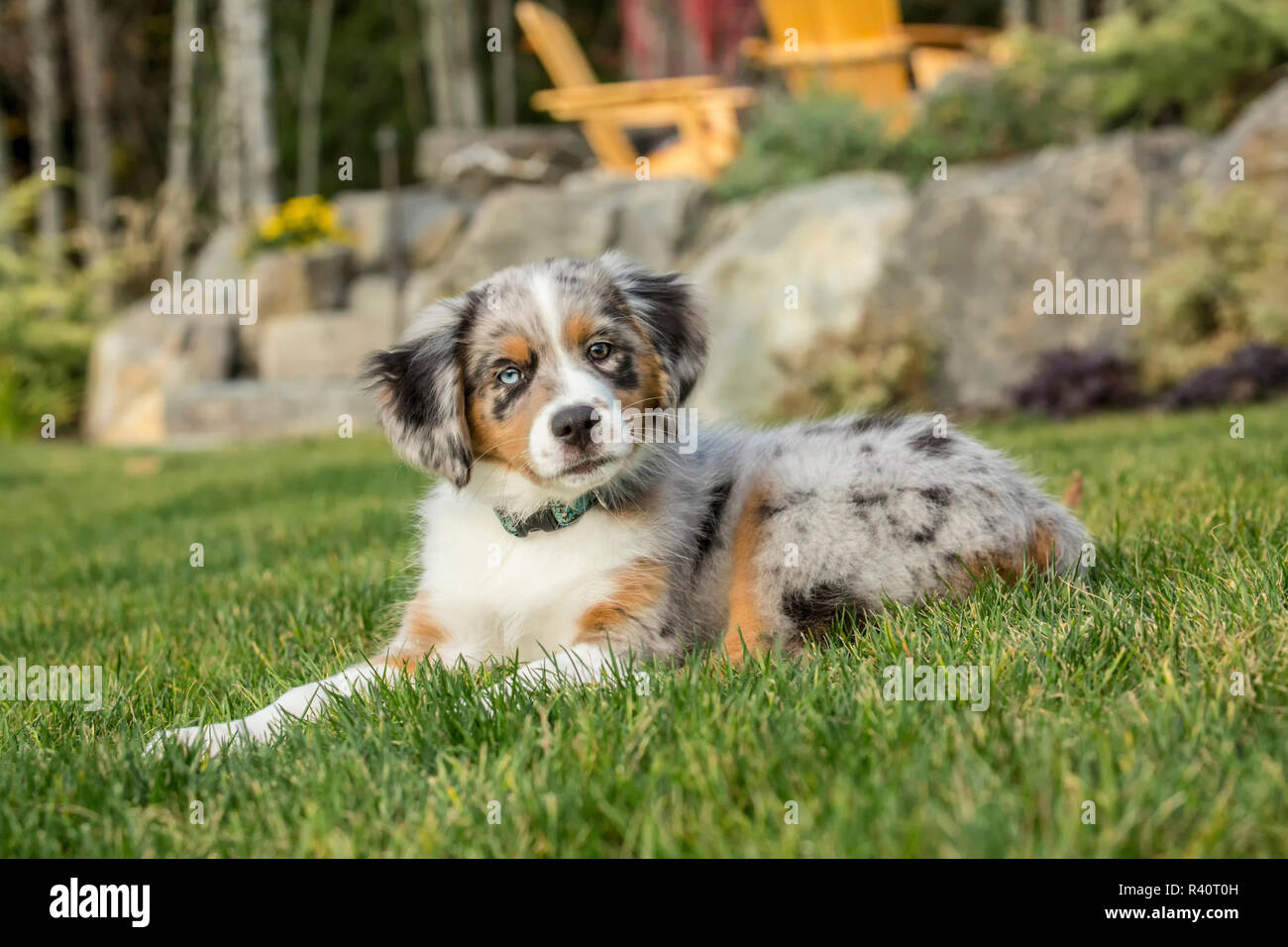 Blue Merle Australian Shepherd Puppy High Resolution Stock Photography And Images Alamy Blue Merle Australian Shepherd Puppy High Resolution Stock Photography And Images Alamy