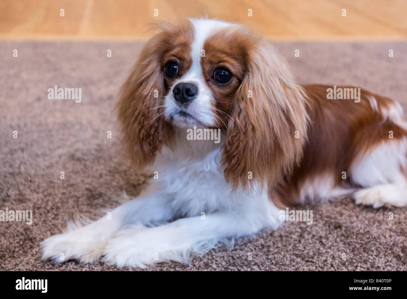 Cavalier King Charles Spaniel puppy reclining on the carpet. (PR Stock ...